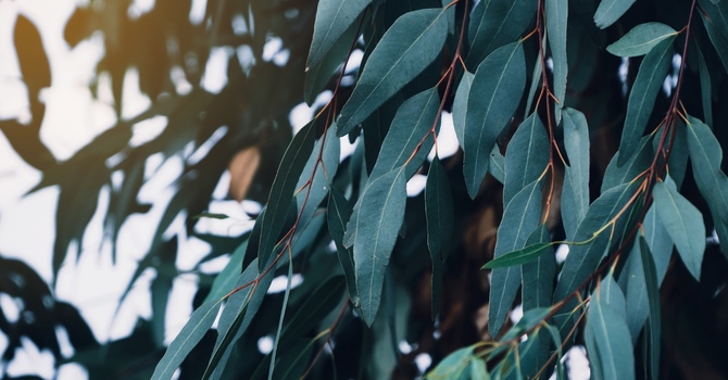 Counselling, Psychotherapy